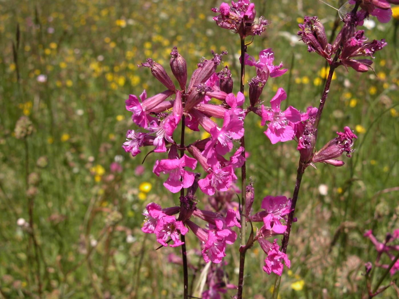 Catchfly, Red German flower